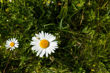 Little white spider on the chamomile petals. Flowers in the meadow.
