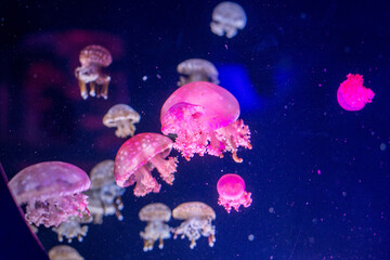 Poisonous jellyfish swim in the natural environment, shot closeup frontally.
