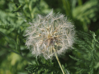 Fruchtstand vom Löwenzahn