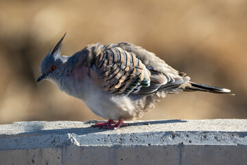 Crested Pigeon sitting on a wall drying out its feathers after a storm, feathers are fluffed up