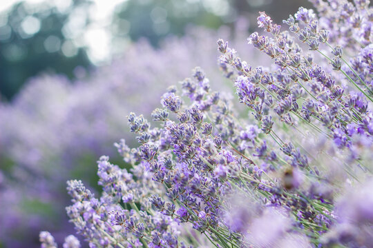 Lavender flowers on large bushes during flowering. Bright purple fragrant buds in the park. Beautiful landscape with flower fields. A walk through the botanical garden in the lavender color period.