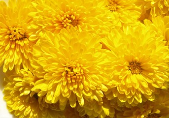 Yellow chrysanthemum flowers.
Japanese edible flowers.
