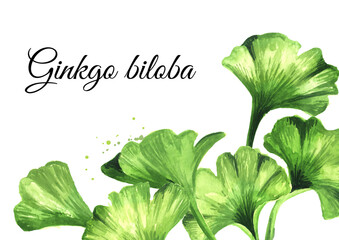 Ginkgo biloba card with copy space, cosmetic and medicinal plant, Hand drawn watercolor illustration isolated on white background