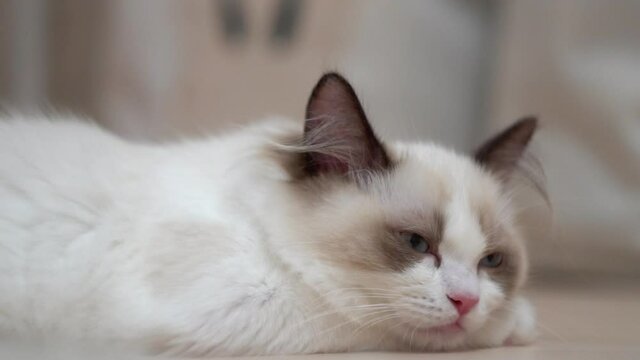 White Ragdoll cat sleeps and rests on a wooden floor. Blurred background, slow motion, light colors.