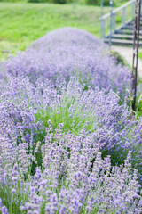 Lavender flowers on large bushes during flowering. Bright purple fragrant buds in the park. Beautiful landscape with flower fields. A walk through the botanical garden in the lavender color period.