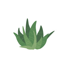 Aloe vera. Succulent plant. Botanical, tropical design. Skin care, beauty, house plants, succulent, aloe vera, gardening, medical herb, organic and spa concepts. Flat. Vector stock illustration.