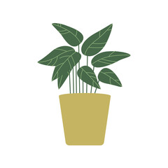 Calatheas, Prayer plant, Calathea in pot. House indoor plants. Botanical, tropical. Home decor, taking care of house plant, growing potted plants at home concepts. Flat. Vector stock illustration.