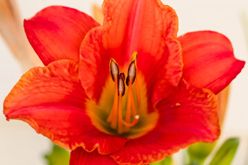 Fototapeta premium a red lily blooming in the Lily Garden