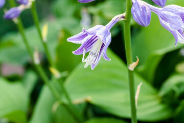 a side view of a lavender Hosta plant that is blooming