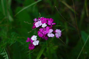 white and purple flowers in the green grass