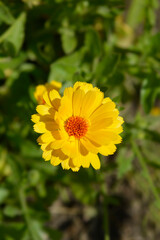 Princess mix Garden marigold