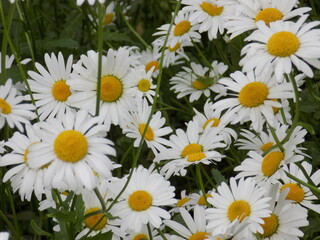 Lush flowering of daisies.