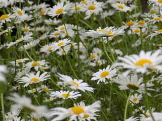 Fototapeta premium Sunny. Delicate chamomile blooms.