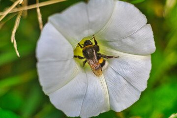 bee on a flower
