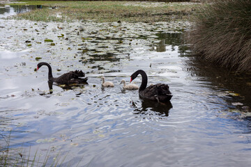 Australian black swans with baby cygnets swimming on a lake.