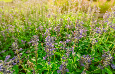 Purple flower field in the garden with morning sunlight in spring. Small purple flower with green leaves in garden. Flower field in park. Ornamental plant. Beauty in nature. Good weather. Sunshine.