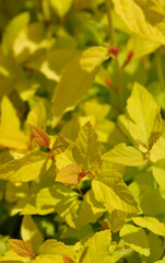 Japanese Spirea Golden Princess