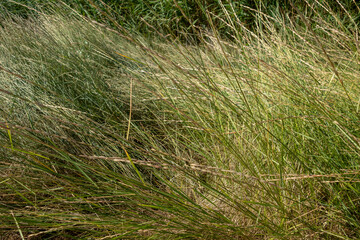 Long dried grass in Danube Delta, Romania. Texture image, background
