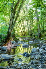 stream in the forest
