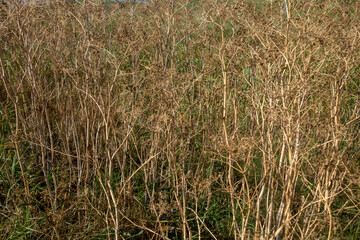 Long dried grass in Danube Delta, Romania. Texture image, background