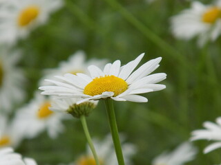 Fototapeta premium Sunny. Delicate chamomile blooms.