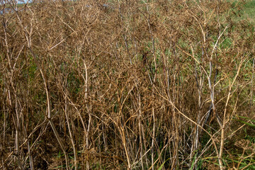Long dried grass in Danube Delta, Romania. Texture image, background