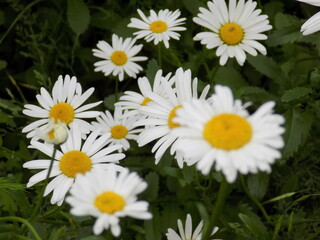 A sunny summer day. Lush bloomed chamomile.