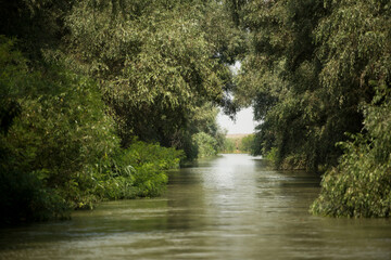 Channel landscape with waves in Danube Delta,  Romania,  on summer day