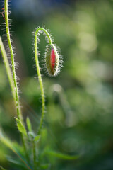 
Beautiful wild poppy flowers in buds close up
