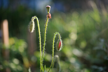 
Beautiful wild poppy flowers in buds close up