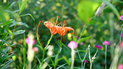 Blooming lily on a green background