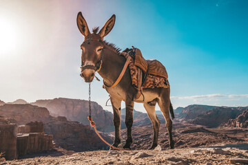 Een ezel met een zadel staat in de zon en rust en wacht op toeristen op het uitkijkplatform