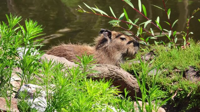 Baby Capybara Sitting And Running. stock video shows a baby capybara walloThe Baby Capybara sitting and running near a river.
