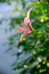Obraz premium Blooming lily on a green background