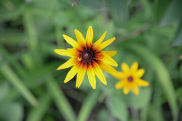 Echinacea yellow paradoxa , flowers in the garden