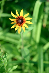 Echinacea yellow paradoxa , flowers in the garden