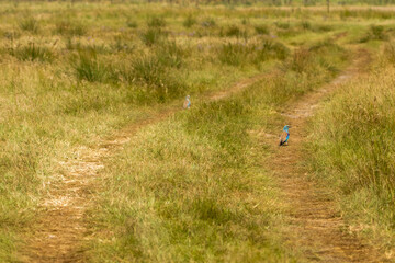 Common kingfisher (Alcedo atthis) photographed on a road path in Letea village,  Danube Delta area,  Romania,  in a sunny summer day