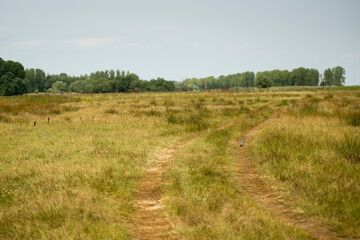 Obraz premium Common kingfisher (Alcedo atthis) photographed on a road path in Letea village, Danube Delta area, Romania, in a sunny summer day