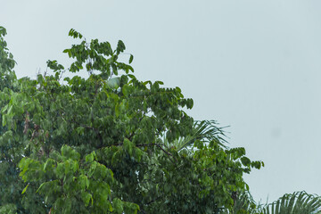 heavy rain and tree in the parking lot . Rain drops falling from a black umbrella concept for bad weather, winter or protection.heavy rain and tree in the parking lot . Rain drops falling from a black