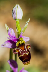 Flor de Orphrys scolopax