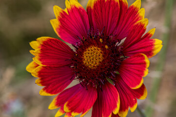 red yellow flower