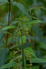 Close up of stinging nettle - urtica plant and leaves