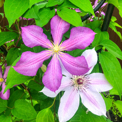 colored Beautiful clematis flower on natural background