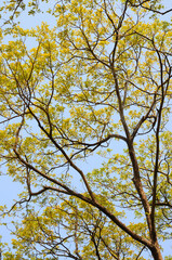 Branches and Leaves on a Blue Sky