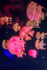 
Poisonous red jellyfish swim in the water, frontal shot close-up.