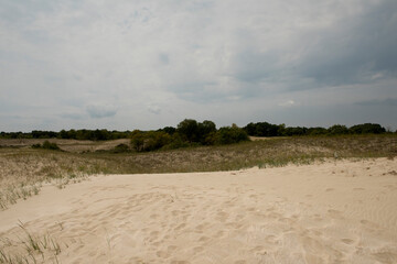 Sand dunes in Letea forest ,  in the Danube Delta area,  Romania,  in a sunny summer day