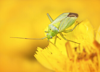 Macro Of A Green Plant Bug, Amblytylus nasutus, Crawling On A Dandelion Flower Feeding Against A Diffuse Yellow Background. Taken at Stanpit Marsh UK
