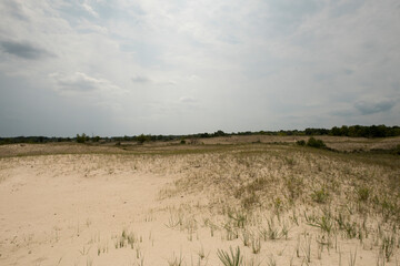 Sand dunes in Letea forest ,  in the Danube Delta area,  Romania,  in a sunny summer day
