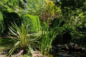 Yucca gloriosa Variegata with beautiful striped leaves on shore of garden pond. In background, huge boxwood bushes with green young leaves. Evergreen landscaped garden. Nature concept for design.