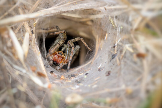 Macro Of A Labyrinth Spider, Agelena labyrinthica, Standing Guard At The Entrance To Its Funnel Web. Taken at Stanpit Marsh UK